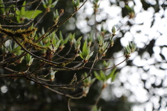 Rhododendron chilanshanense