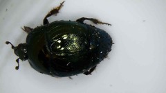 Saprinus pensylvanicus