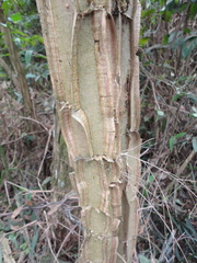 Piptadenia gonoacantha