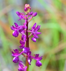 Anacamptis laxiflora