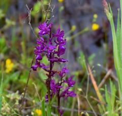 Anacamptis laxiflora