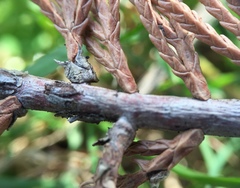 Lophium mytilinum
