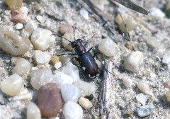 Cicindela scutellaris lecontei