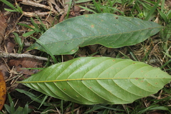 Trigonobalanus excelsa