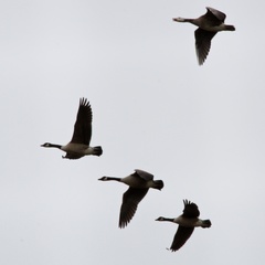 Branta canadensis maxima