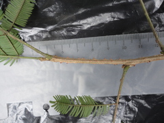Piptadenia gonoacantha