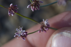 Eriogonum covilleanum