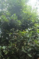 Trigonobalanus excelsa