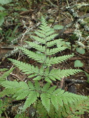 Parapolystichum microsorum pentangulare