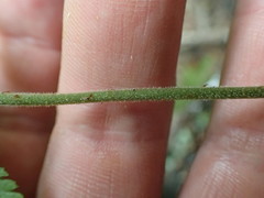 Parapolystichum microsorum pentangulare