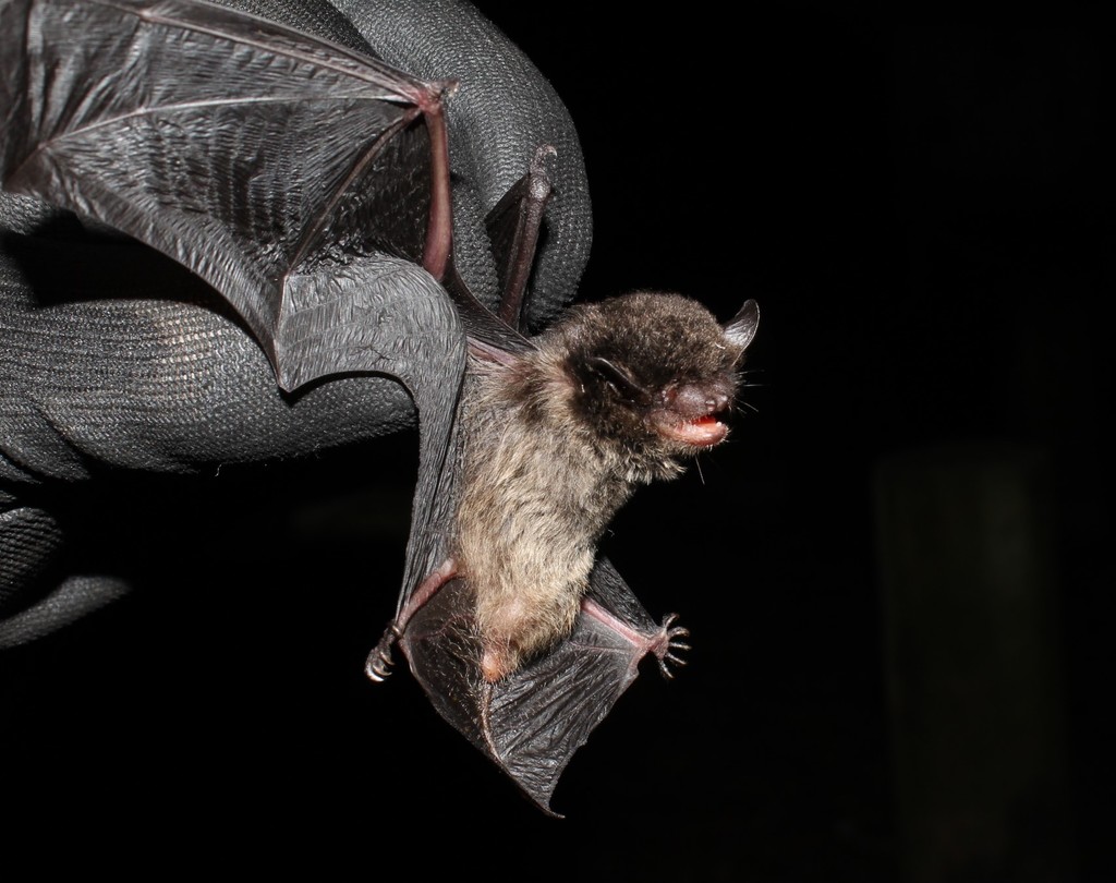 Diminutive Serotine