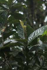 Trigonobalanus excelsa