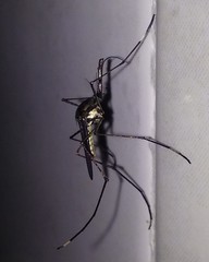 Toxorhynchites guadeloupensis