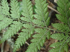 Parapolystichum microsorum pentangulare