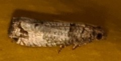 Notocelia culminana