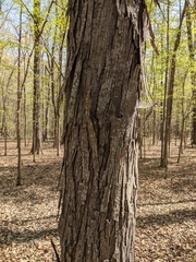 Carya carolinae-septentrionalis