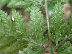 Parapolystichum microsorum pentangulare