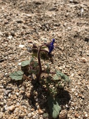 Phacelia campanularia campanularia