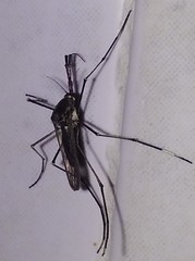 Toxorhynchites guadeloupensis