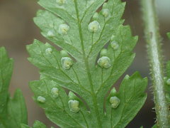 Parapolystichum microsorum pentangulare