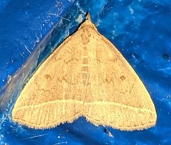 Zanclognatha marcidilinea