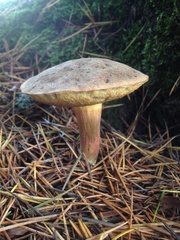 Xerocomellus cisalpinus