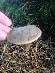 Xerocomellus cisalpinus