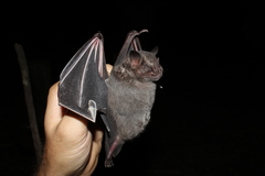 Artibeus obscurus