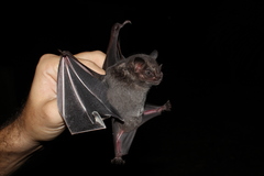 Artibeus obscurus