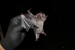 Artibeus obscurus