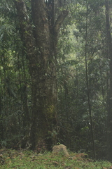 Trigonobalanus excelsa