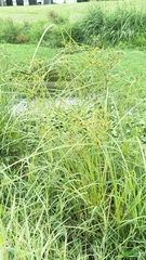 Cyperus imbricatus