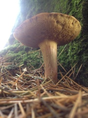 Xerocomellus cisalpinus