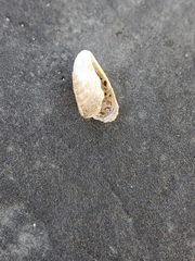 Mytilopsis leucophaeata