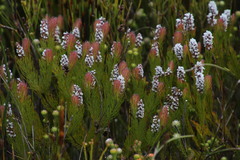 Spatalla mollis