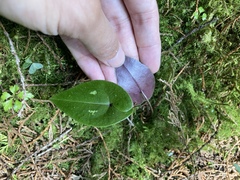 Asarum crassisepalum