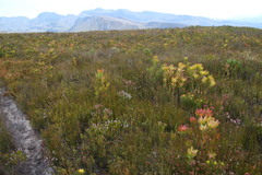 Spatalla mollis