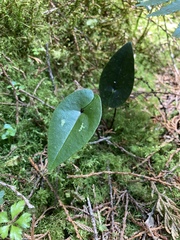 Asarum crassisepalum