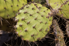 Opuntia × occidentalis