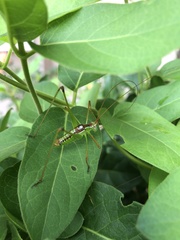 Obolopteryx catinata