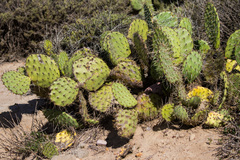 Opuntia × occidentalis