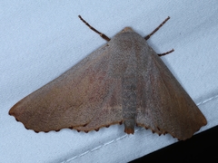 Monoctenia smerintharia