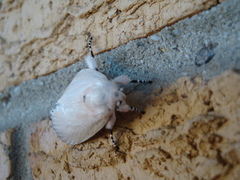 Cryptophasa chionodes