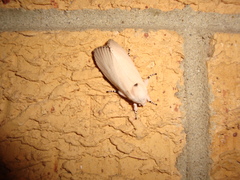 Cryptophasa chionodes