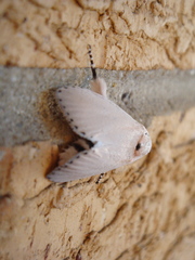 Cryptophasa chionodes