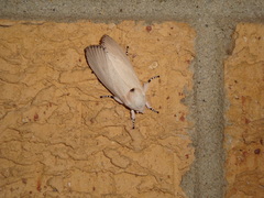 Cryptophasa chionodes