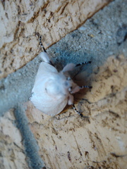 Cryptophasa chionodes