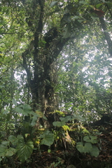 Trigonobalanus excelsa