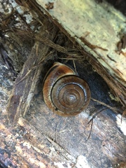 Helminthoglypta exarata