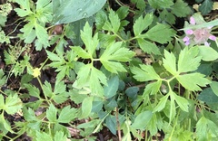 Ranunculus hispidus hispidus